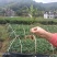 茶苗批发零售，量大从优