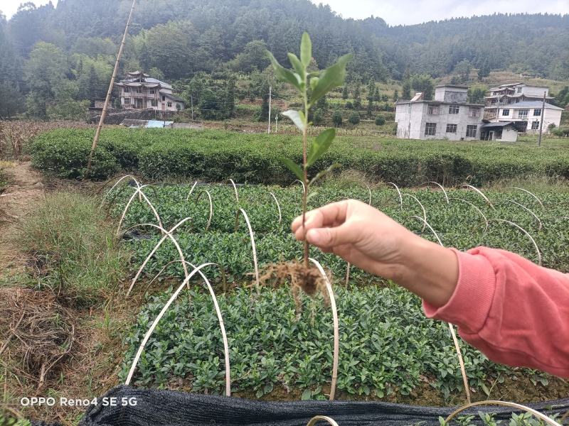 茶苗批发零售，量大从优