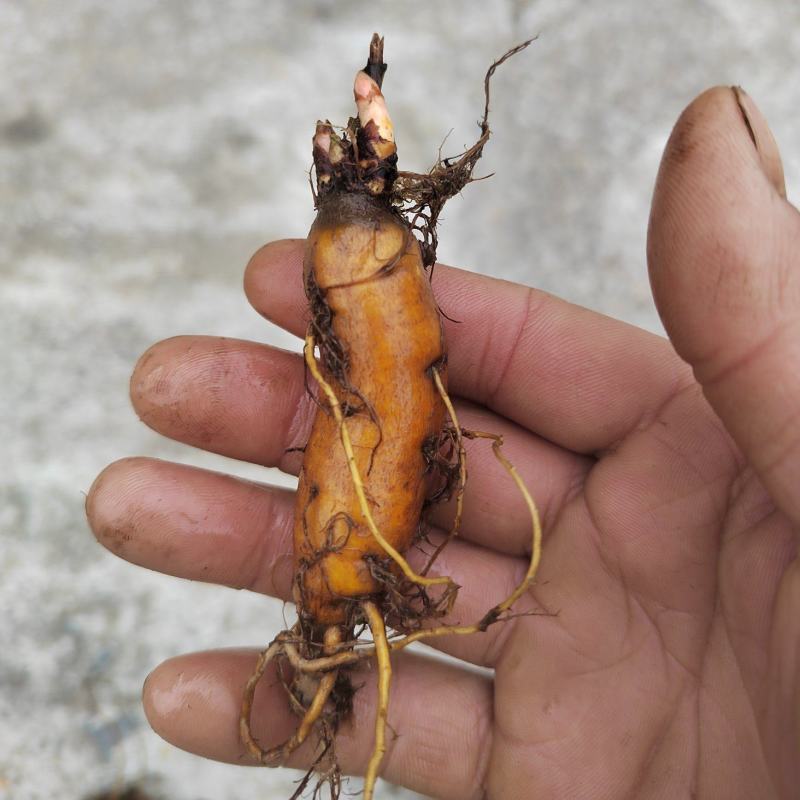 虎杖苗，万亩基地直发，种植包回收，驯化虎杖苗
