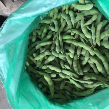 2月11号卖翠绿宝毛豆，40斤净，饱满，包绿，价格便宜