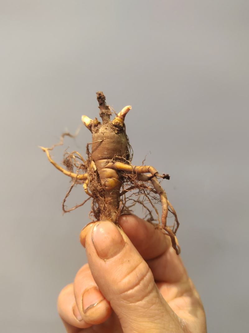 虎杖苗，万亩基地直发，种植包回收，驯化虎杖苗