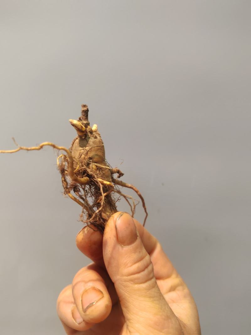 虎杖苗，万亩基地直发，种植包回收，驯化虎杖苗