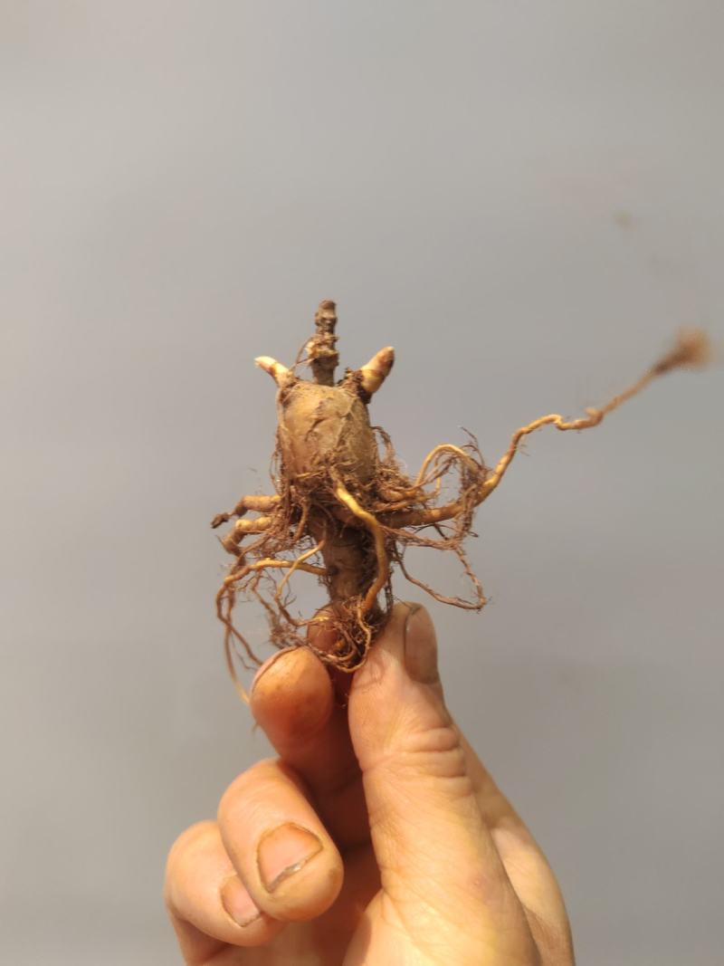 虎杖苗，万亩基地直发，种植包回收，驯化虎杖苗