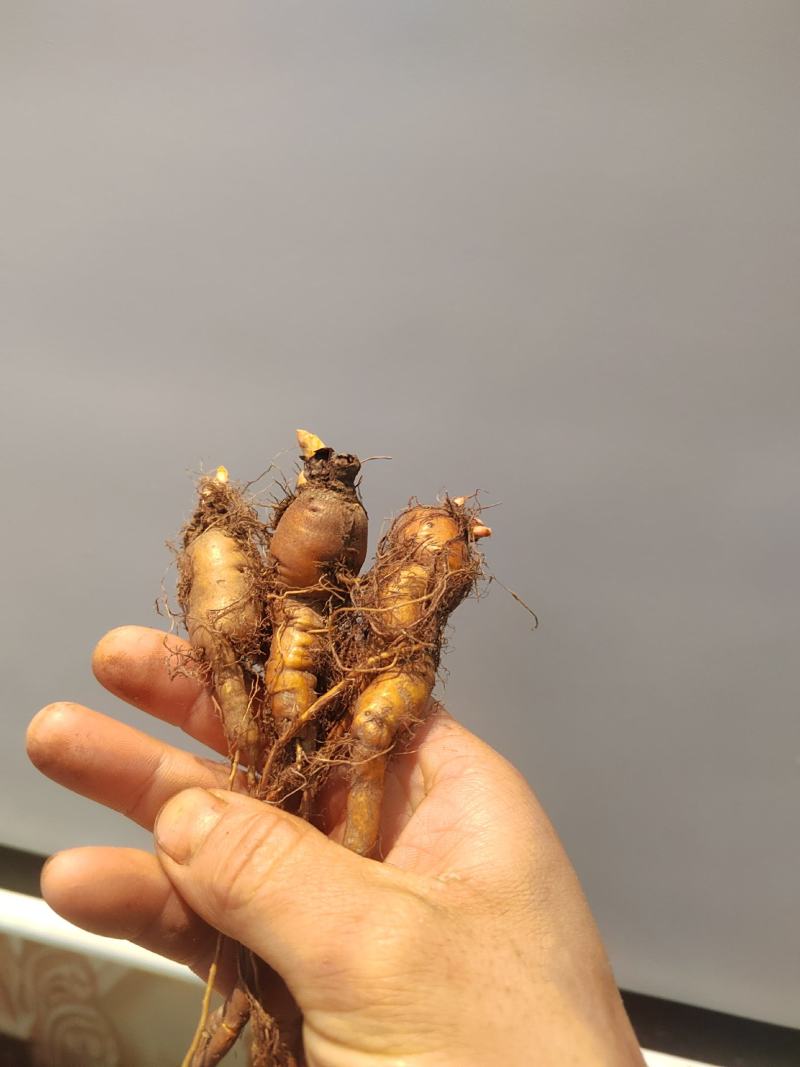 虎杖苗，万亩基地直发，种植包回收，驯化虎杖苗