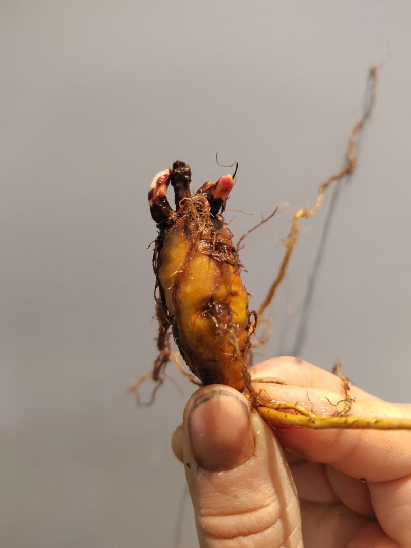 虎杖苗，万亩基地直发，种植包回收，驯化虎杖苗