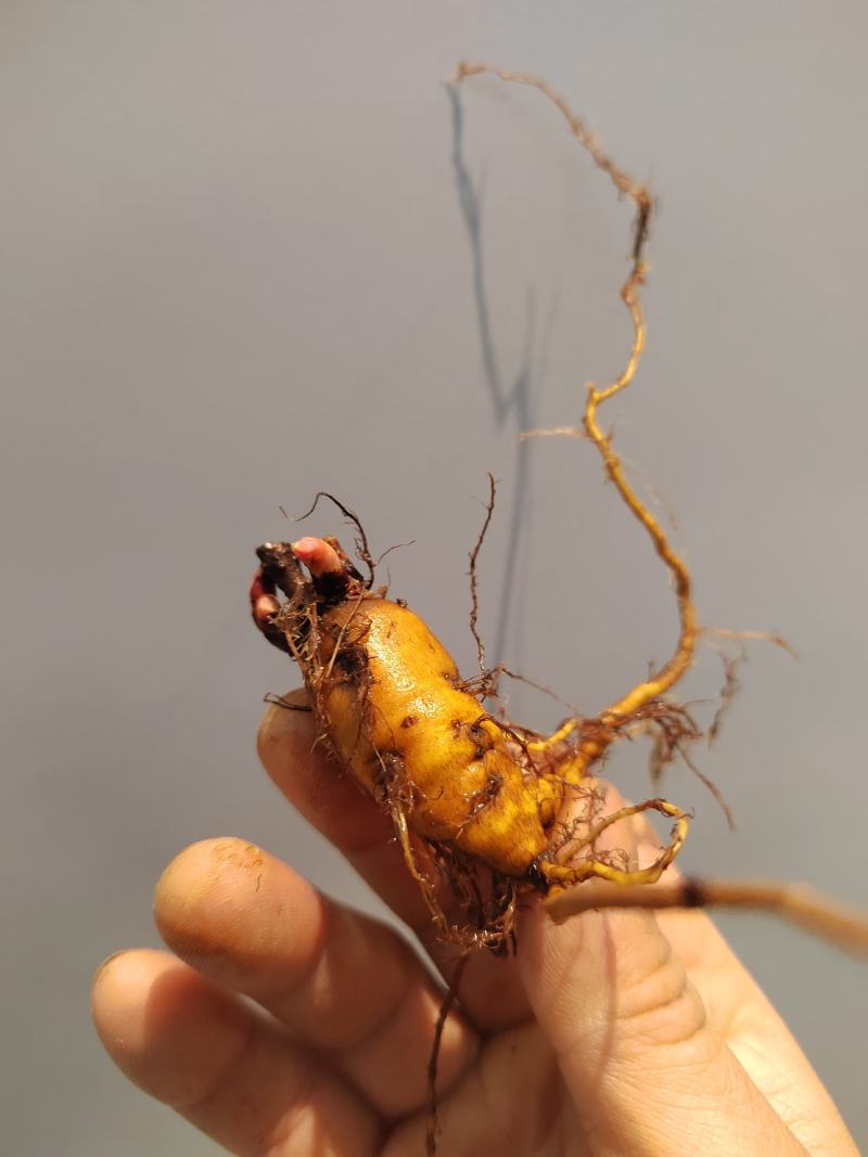 虎杖苗，万亩基地直发，种植包回收，驯化虎杖苗
