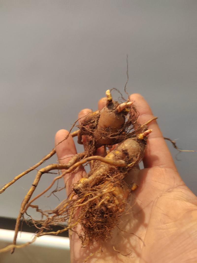 虎杖苗，万亩基地直发，种植包回收，驯化虎杖苗