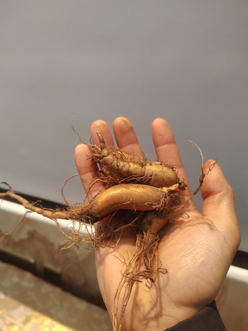 虎杖苗，万亩基地直发，种植包回收，驯化虎杖苗