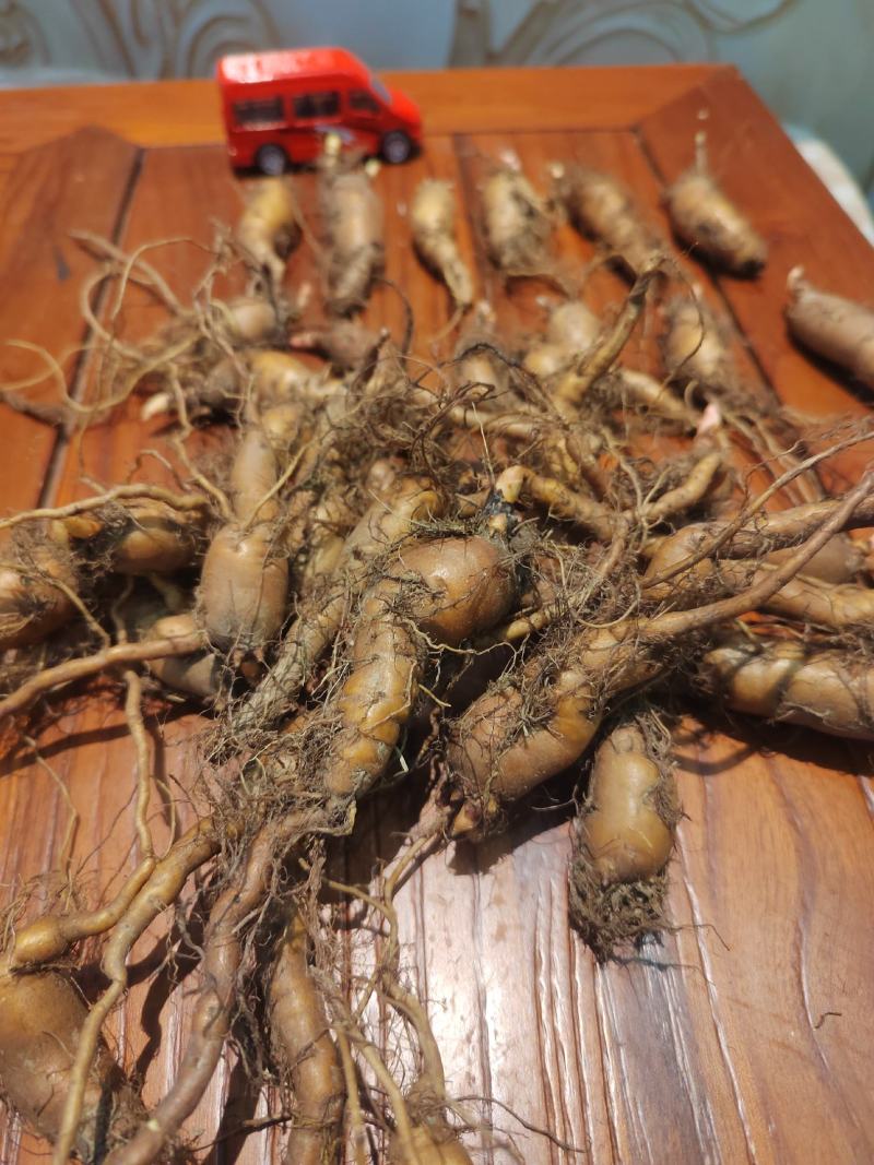 虎杖苗，万亩基地直发，种植包回收，驯化虎杖苗