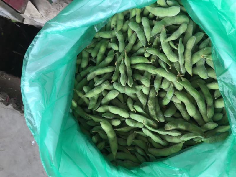 2月11号卖翠绿宝毛豆，40斤净，饱满，包绿，价格便宜