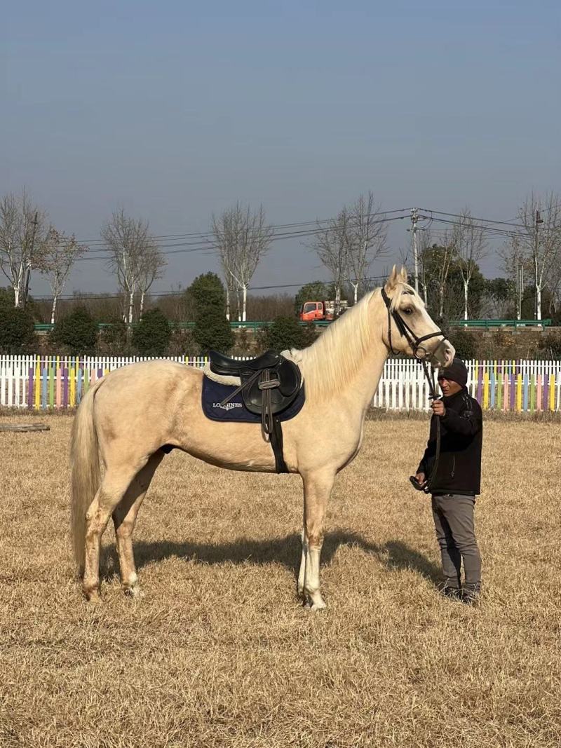 常年供应各种温血马，半血马，阿拉伯马，佛里斯兰马，