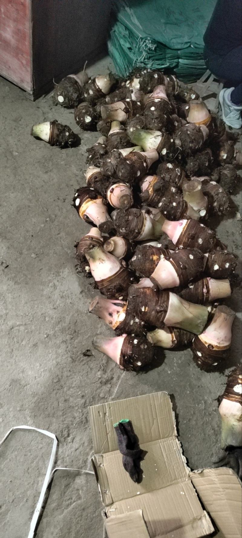 奉化精品芋艿头，产地直发，大量现货，保质保量