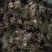 奉化精品芋艿头,产地直发,大量现货,保质保量