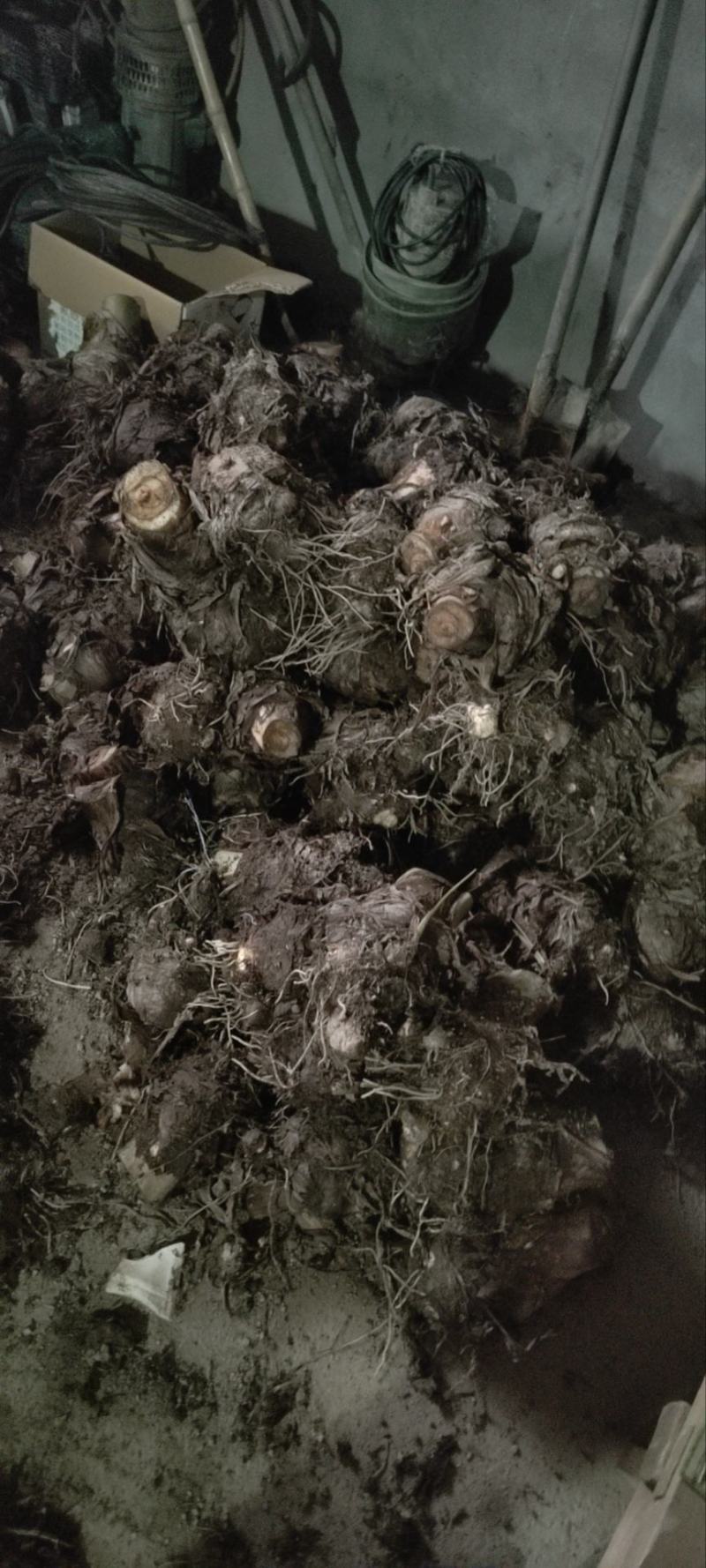 奉化精品芋艿头，产地直发，大量现货，保质保量