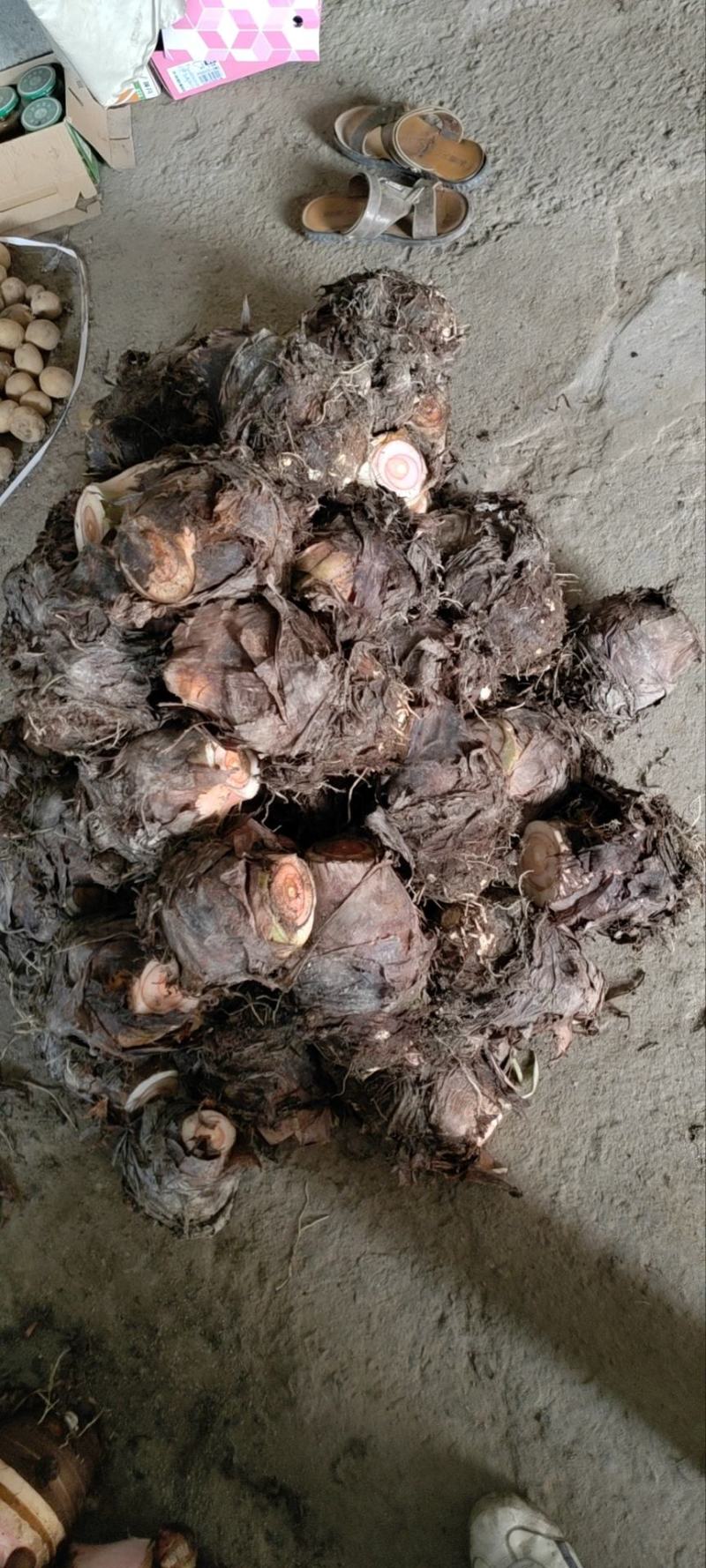 奉化精品芋艿头，产地直发，大量现货，保质保量
