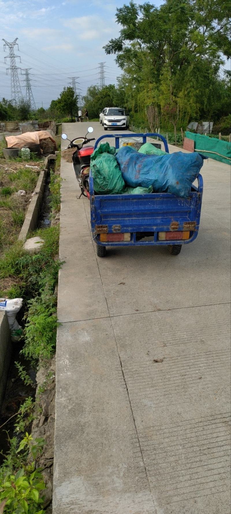 奉化精品芋艿头，产地直发，大量现货，保质保量