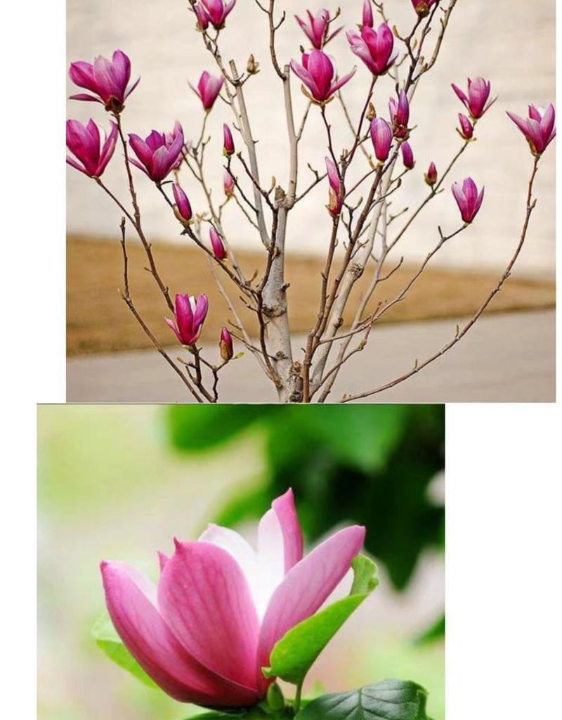 【带花苞浓香型】四季矮化红玉兰花盆栽紫玉兰花树矮种超级耐