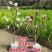 【带花苞浓香型】四季矮化红玉兰花盆栽紫玉兰花树矮种超级耐