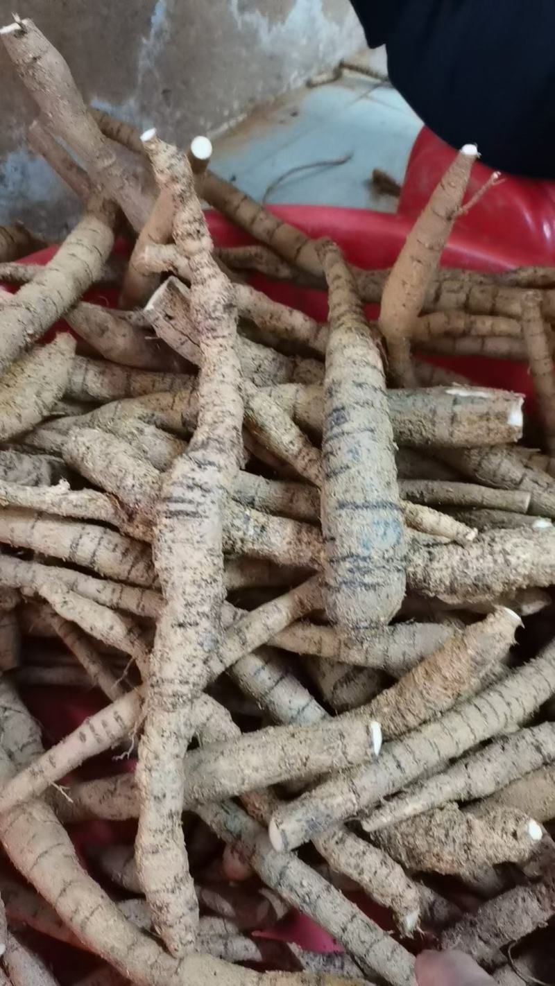 【十年老身牛大力】批发牛大力，种植十年正宗阳江货！