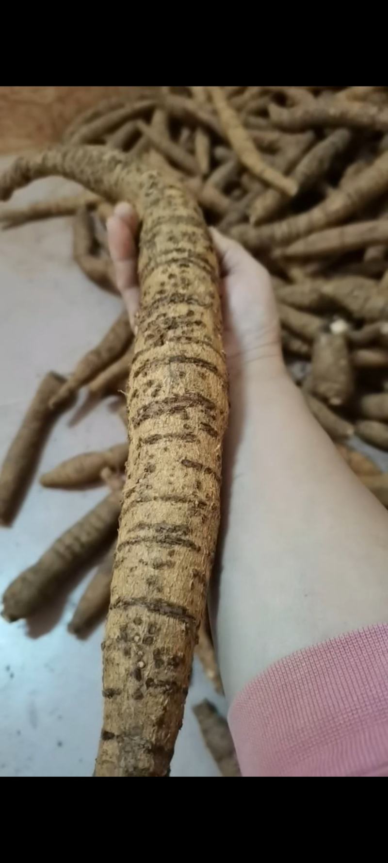 【十年老身牛大力】批发牛大力，种植十年正宗阳江货！