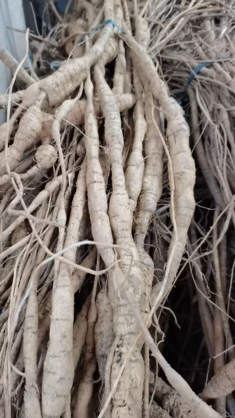 【十年老身牛大力】批发牛大力，种植十年正宗阳江货！