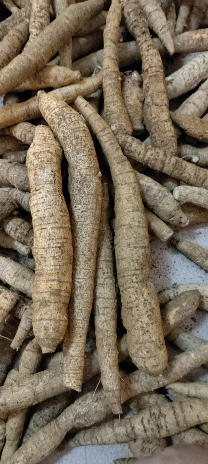 【十年老身牛大力】批发牛大力，种植十年正宗阳江货！
