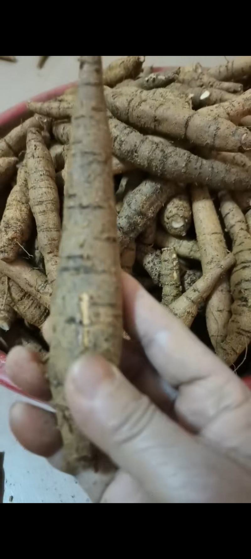 【十年老身牛大力】批发牛大力，种植十年正宗阳江货！