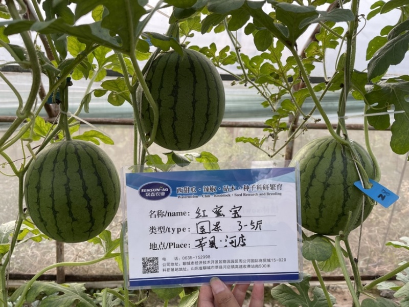 西瓜苗礼品西瓜苗嫁接2K西瓜苗技术指导苗厂直发