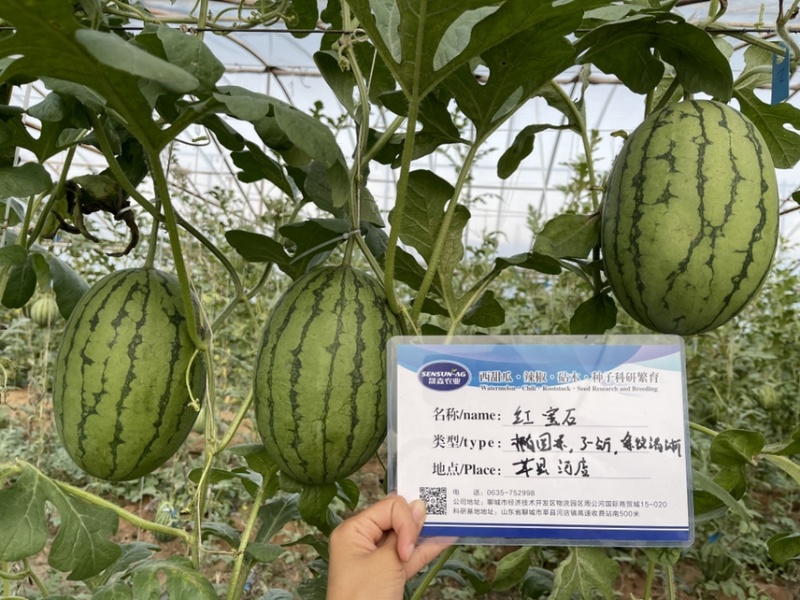 西瓜苗礼品西瓜苗嫁接2K西瓜苗技术指导苗厂直发
