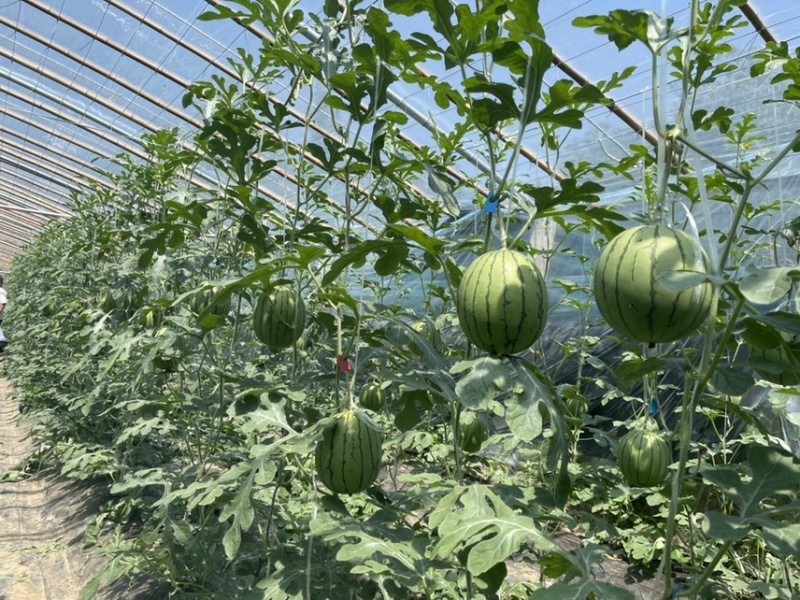 西瓜苗礼品西瓜苗嫁接2K西瓜苗技术指导苗厂直发