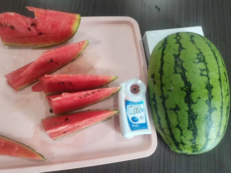 西瓜苗礼品西瓜苗嫁接2K西瓜苗技术指导苗厂直发
