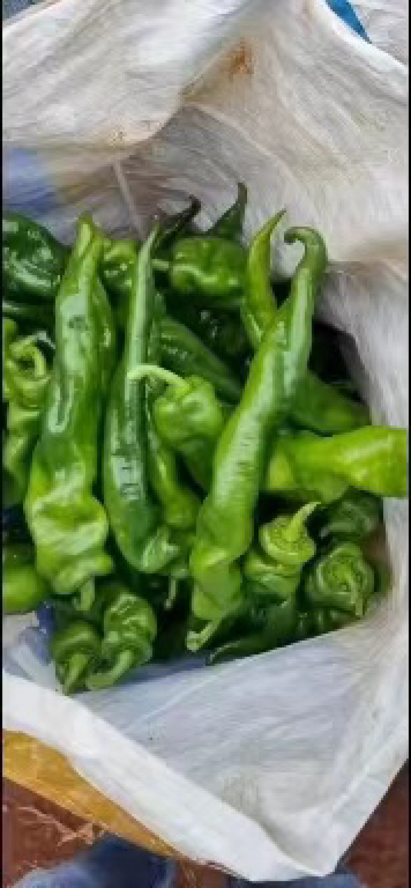 【精品】徐闻县优质陇椒，品质好，大量现货，欢迎采购
