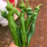 【精品】徐闻县优质陇椒，品质好，大量现货，欢迎采购
