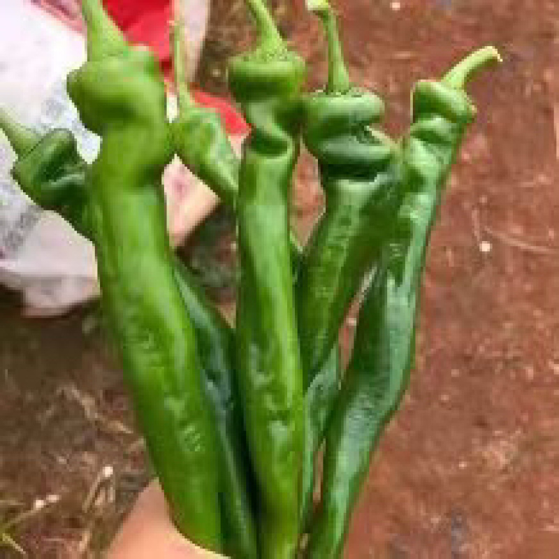 【精品】徐闻县优质陇椒，品质好，大量现货，欢迎采购