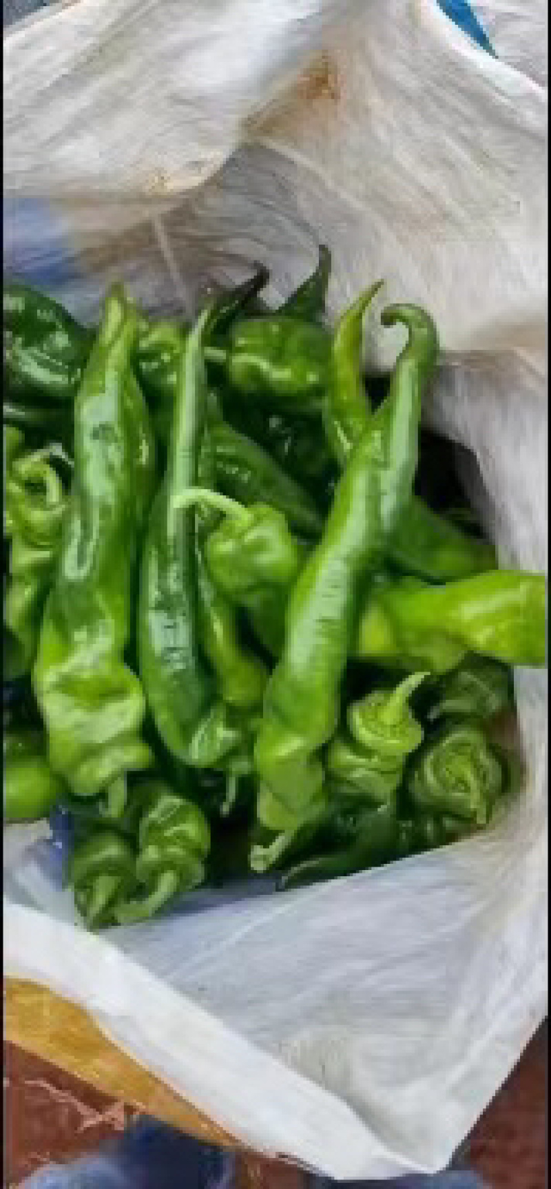 【精品】徐闻县优质陇椒，品质好，大量现货，欢迎采购