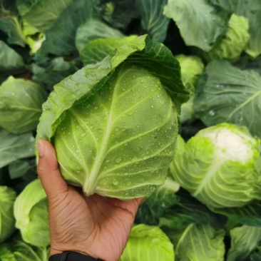 精品甘蓝大量上市产地直供质量保证量大优