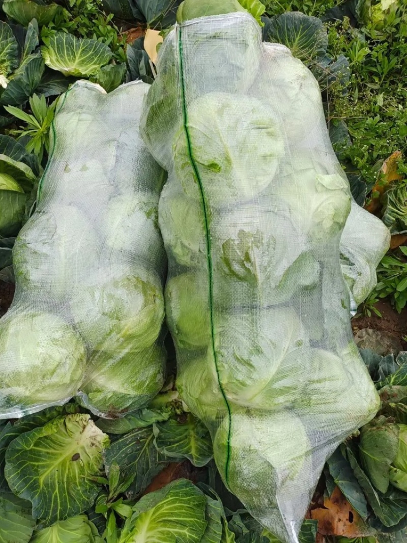 精品甘蓝大量上市产地直供质量保证量大优
