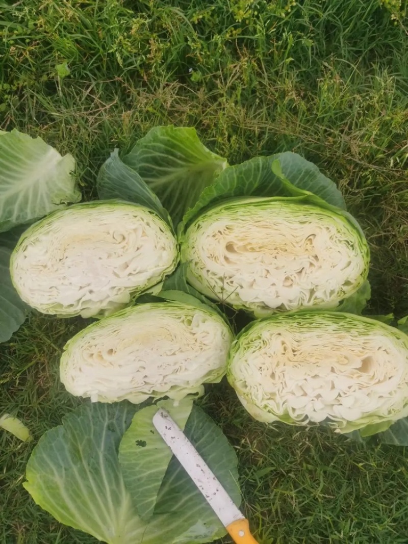 精品甘蓝大量上市产地直供质量保证量大优