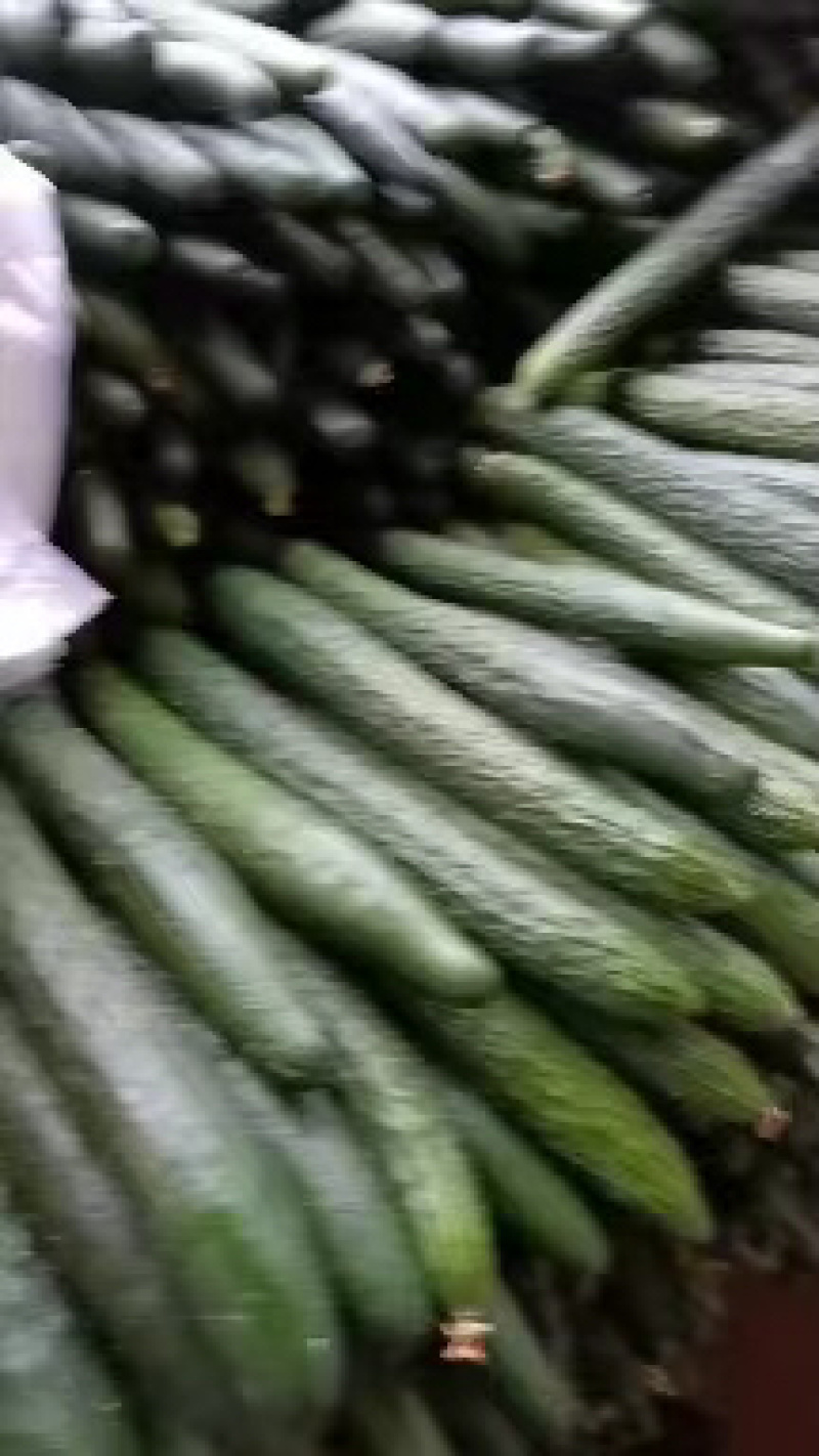 【推荐】徐闻精品密刺黄瓜，大量现货，欢迎来电咨询订购