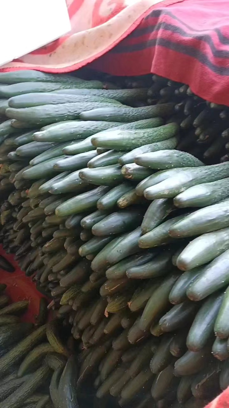 【推荐】徐闻精品密刺黄瓜，大量现货，欢迎来电咨询订购