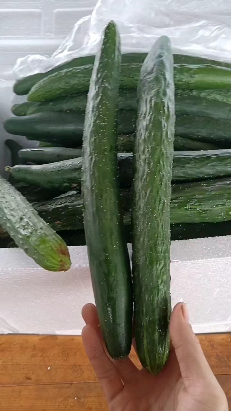 【推荐】徐闻精品密刺黄瓜，大量现货，欢迎来电咨询订购