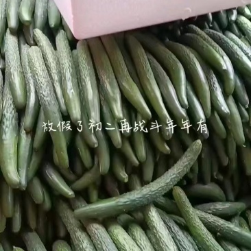 【推荐】徐闻精品密刺黄瓜，大量现货，欢迎来电咨询订购