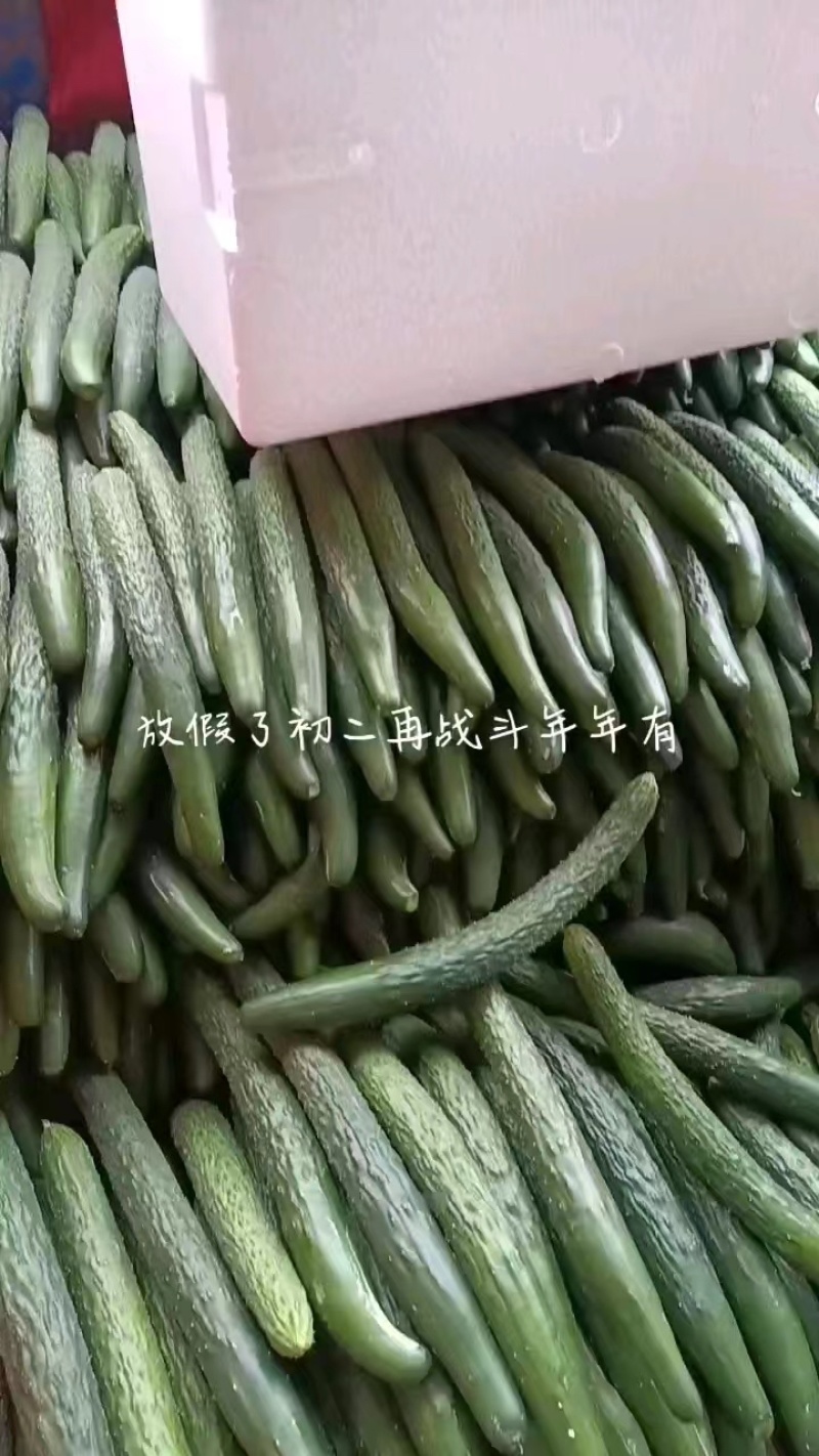 【推荐】徐闻精品密刺黄瓜，大量现货，欢迎来电咨询订购