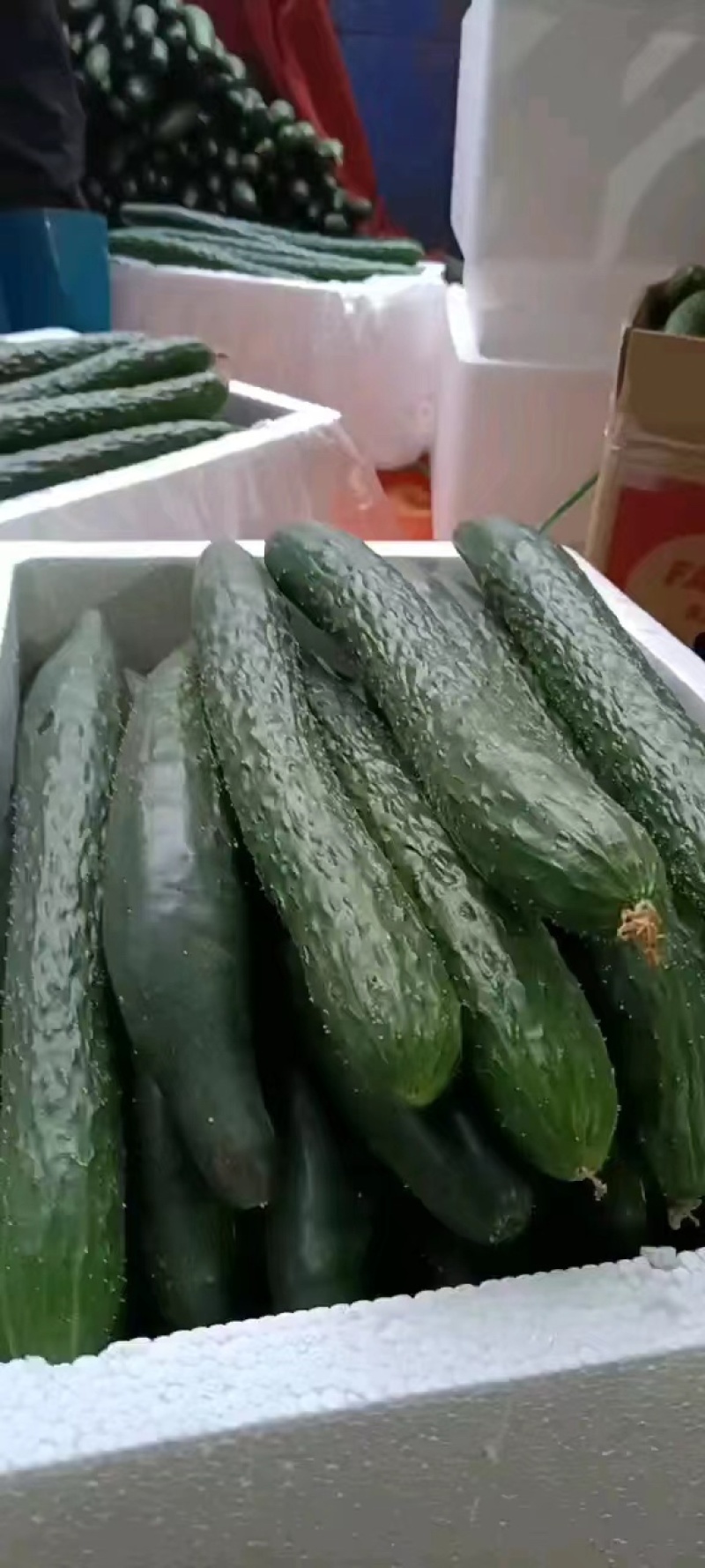 【推荐】徐闻精品密刺黄瓜，大量现货，欢迎来电咨询订购