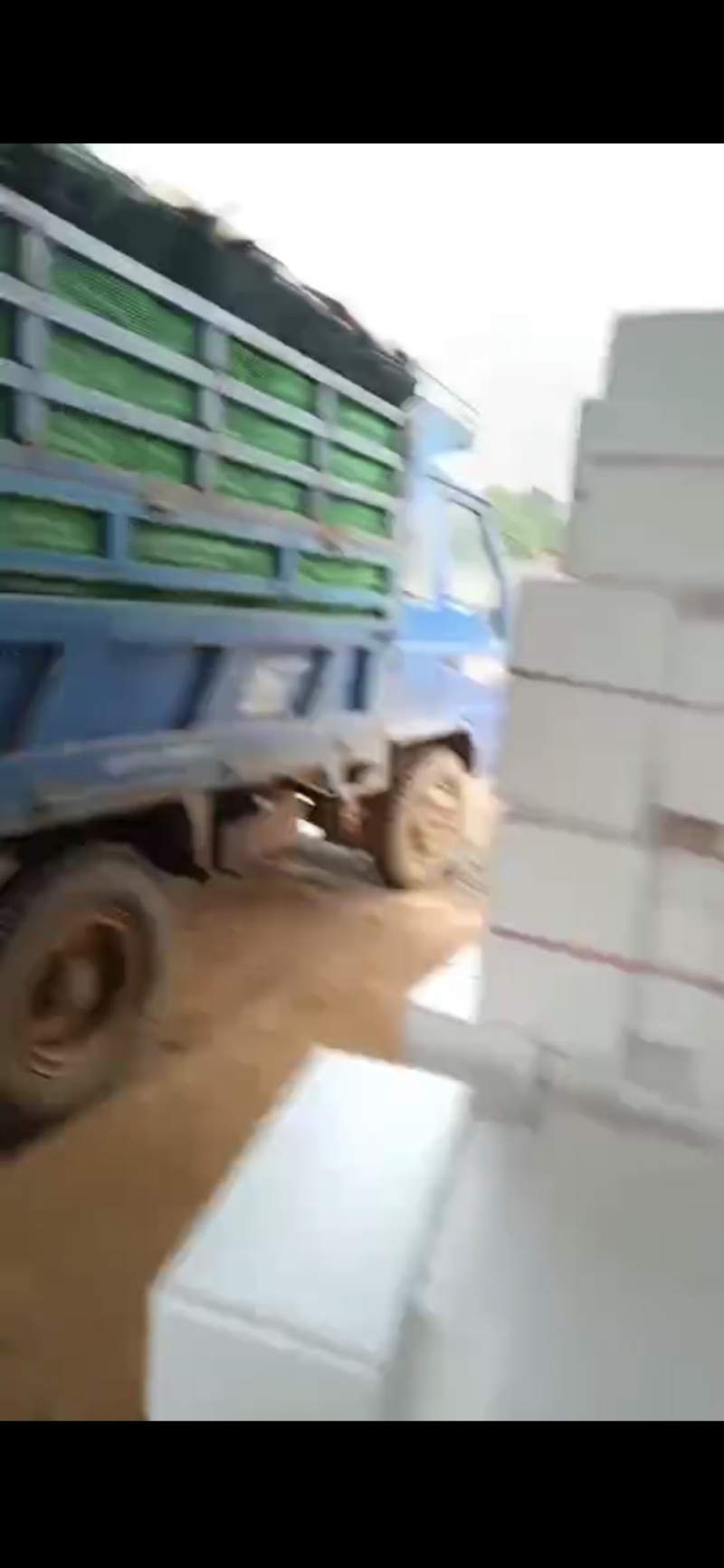 【推荐】徐闻精品密刺黄瓜，大量现货，欢迎来电咨询订购