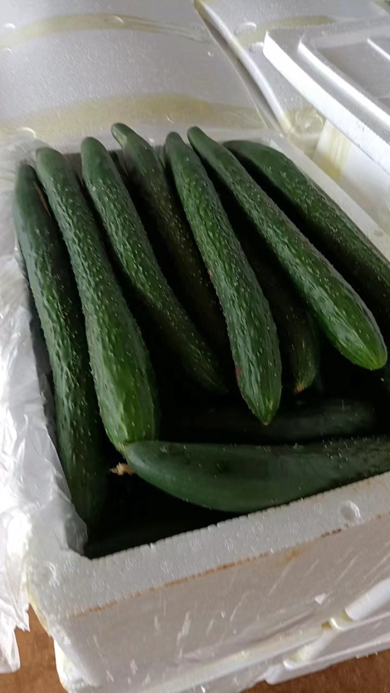 【推荐】徐闻精品密刺黄瓜，大量现货，欢迎来电咨询订购