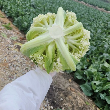精品有机花菜青梗自己基地500亩