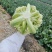 精品有机花菜青梗自己基地500亩
