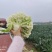 精品有机花菜青梗自己基地500亩