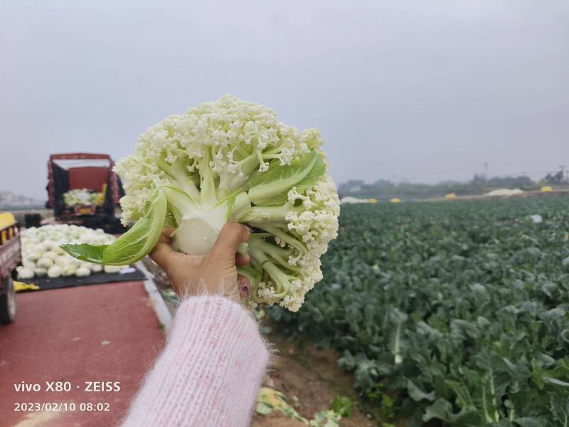 精品有机花菜青梗自己基地500亩